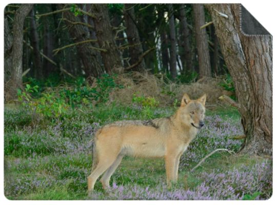 Luxe Plaid Wolf Bram - maat L (200x150 cm.) Luxe Plaid Wolf Bram - maat L (200x150 cm.)