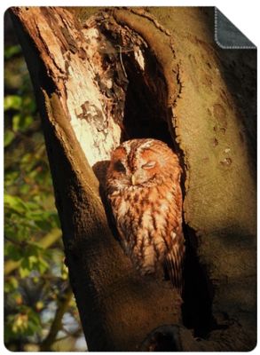 Luxe Plaid Bosuil - maat L (200x150 cm.) Luxe Plaid Bosuil - maat L (200x150 cm.)