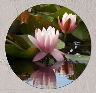 Wandcirkel Waterlelie