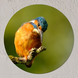Wandcirkel IJsvogel
