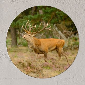 Wandcirkel Edelhert