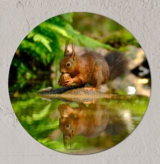Wandcirkel Eekhoorn Reflectie
