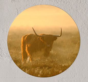 Wandcirkel Schotse Hooglander