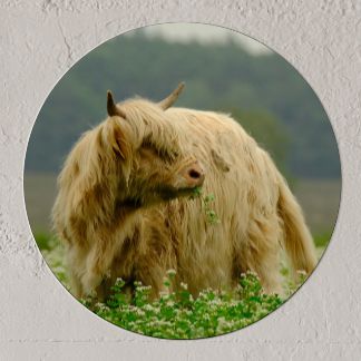 Wandcirkel Schotse Hooglander blond