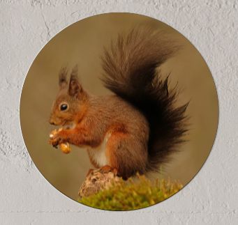Wandcirkel Eekhoorn