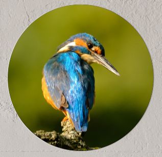 Wandcirkel IJsvogel blauw