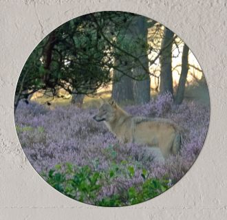 Wandcirkel Wolf in heide Wandcirkel Wolf in heide