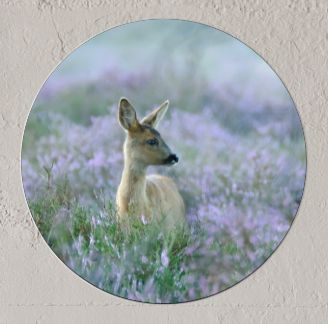 Wandcirkel Reekalf in heide