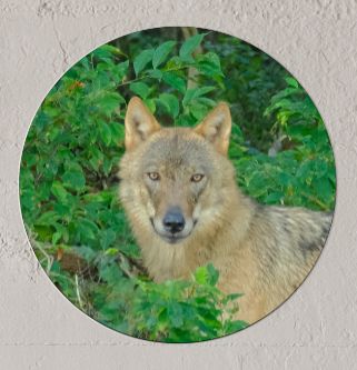 Wandcirkel Oog in Oog met de Wolf Wandcirkel Oog in Oog met de Wolf