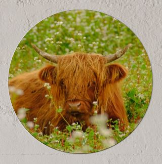 Wandcirkel Schotse Hooglander kalf