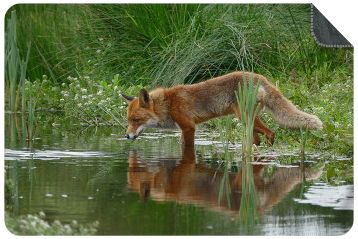 Luxe Plaid vos reflectie - maat M/L