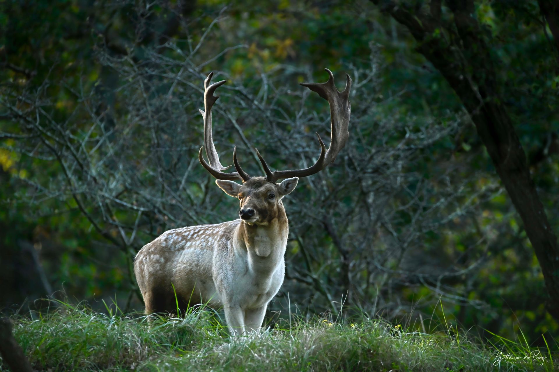 Damhertenbronst in de duinen - 10 oktober 2027