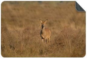 Luxe Plaid Ree Goud - maat L (200x150 cm.)