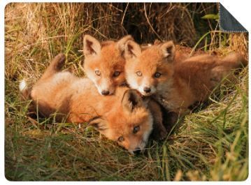 Luxe Plaid jonge vosjes - maat L (200x150 cm.) Luxe Plaid jonge vosjes - maat L (200x150 cm.)