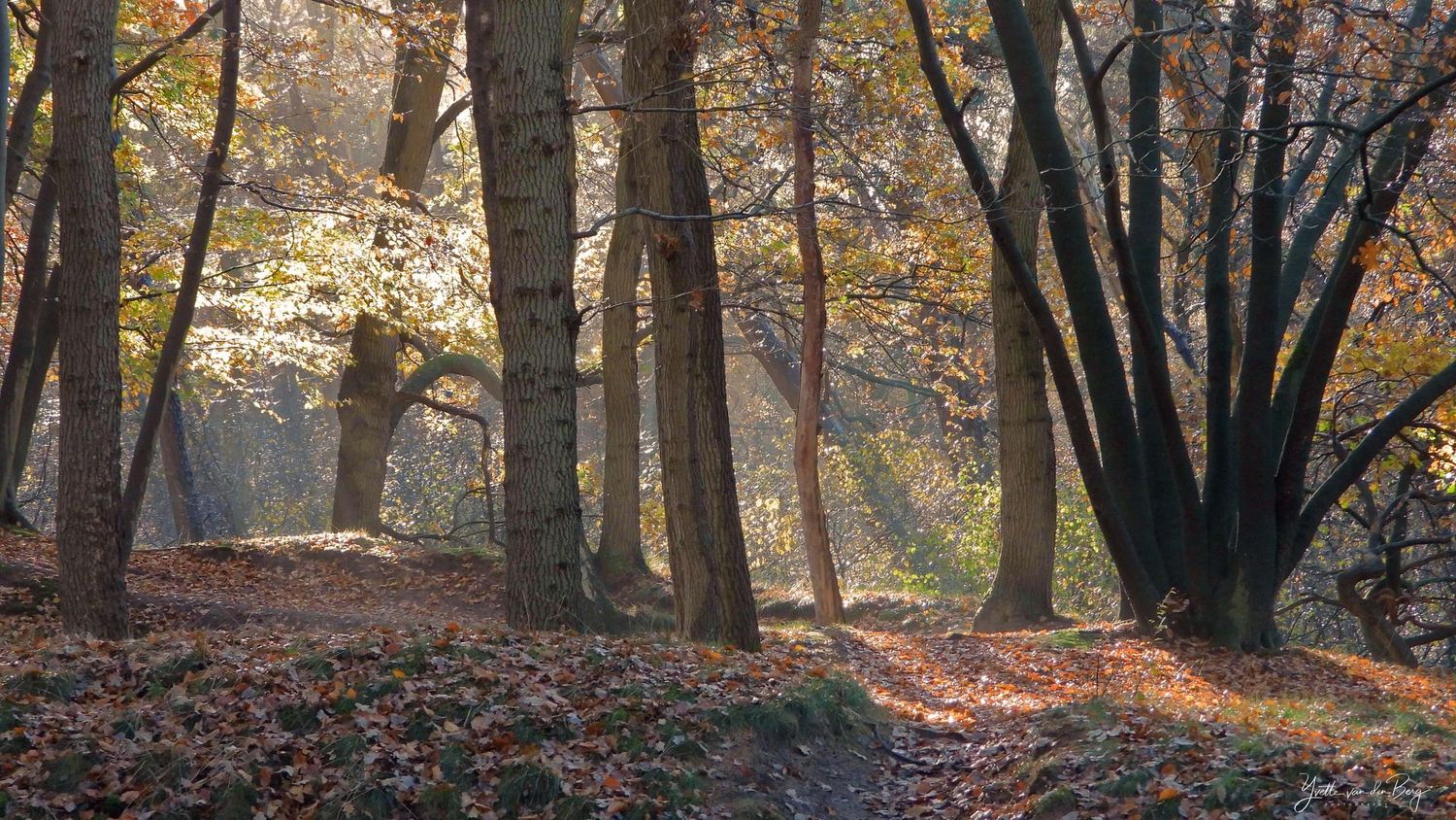 Natuurexcursie Wekeromse Zand 1 november 2026