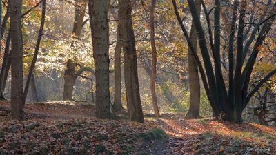 Natuurexcursie Wekeromse Zand 1 november 2026