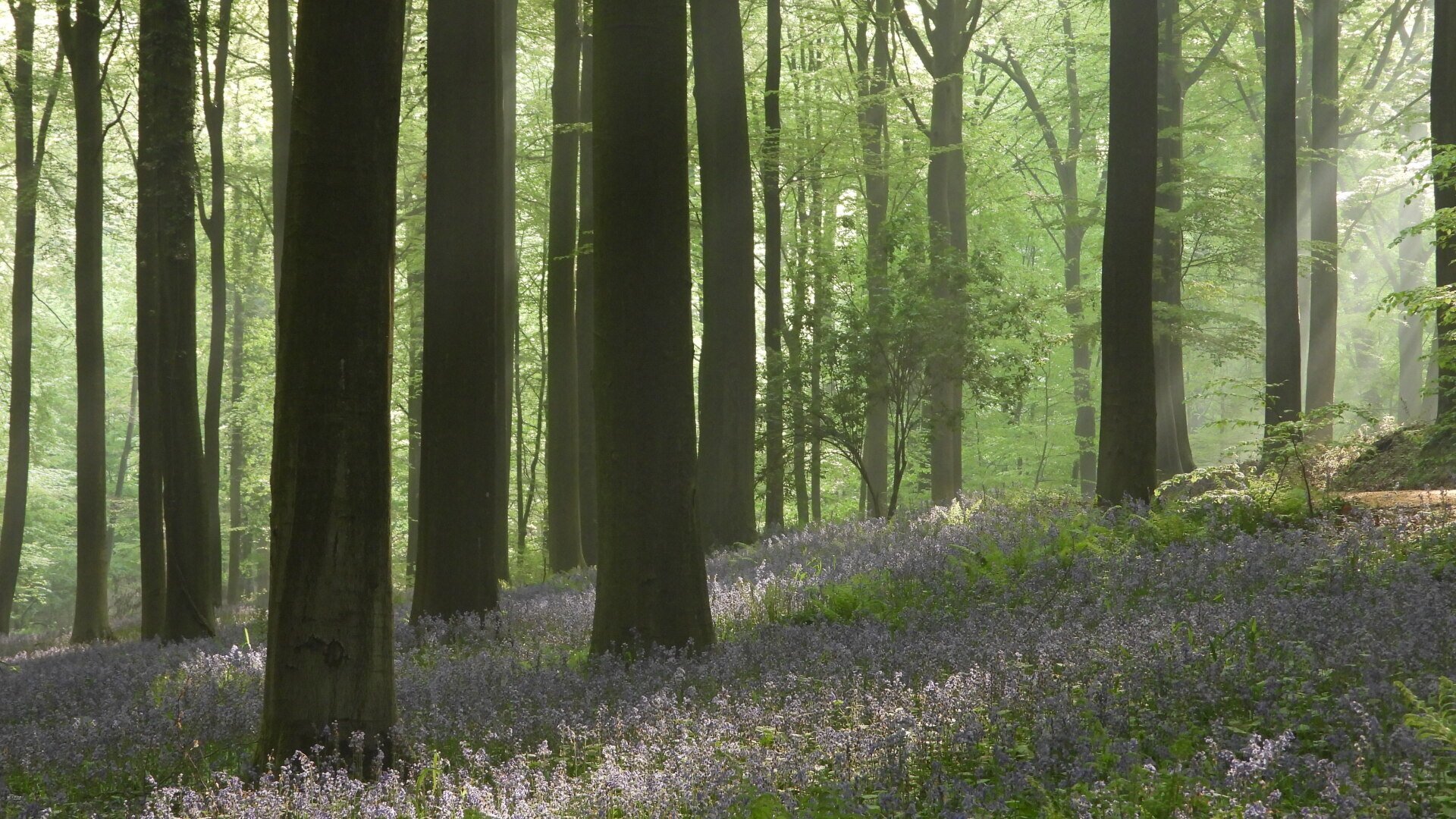 Sprookjesbos Retraite Vlaamse Ardennen 13-16 april 2027