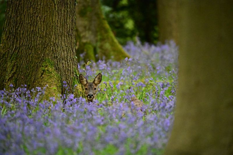 Sprookjesbos Retraite Vlaamse Ardennen 13-16 april 2027