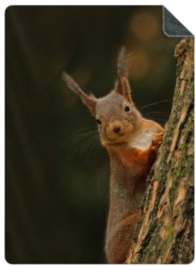 Luxe Plaid Eekhoorn in boom - maat M (150 x100 cm.) Luxe Plaid Eekhoorn in boom - maat M (150 x100 cm.)