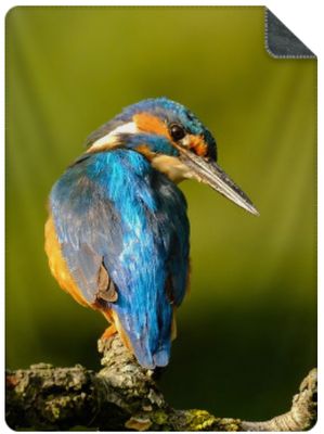 Luxe Plaid IJsvogel - maat L (200x150 cm.) Luxe Plaid IJsvogel - maat L (200x150 cm.)