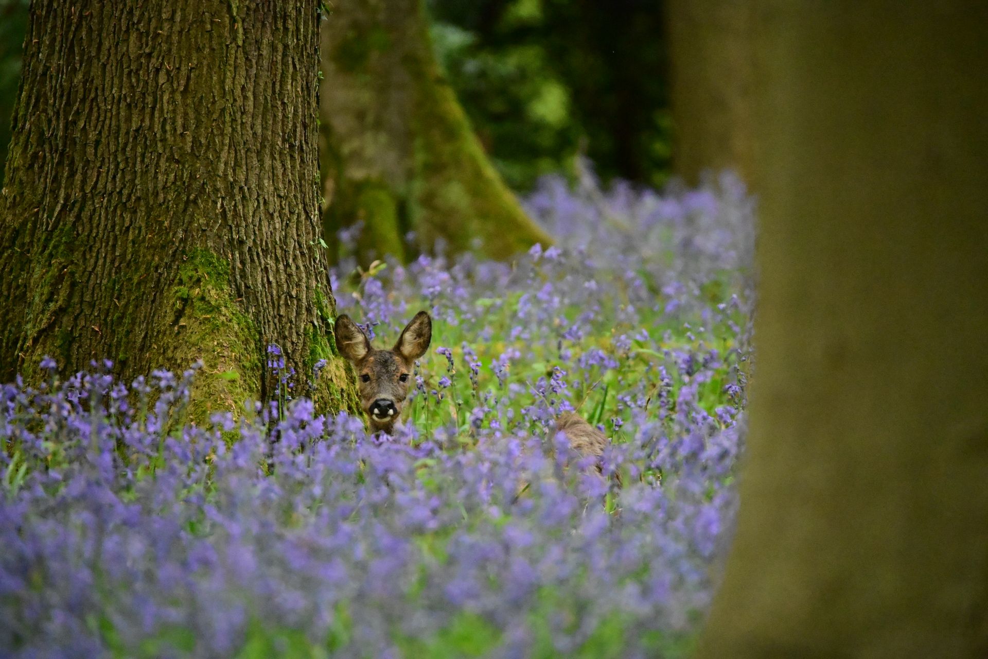 Sprookjesbos Retraite Vlaamse Ardennen 22-24 april 2027