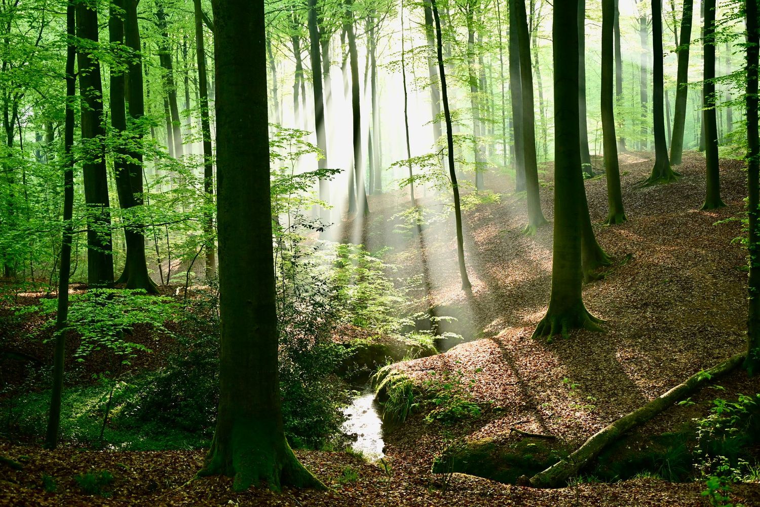 Sprookjesbos Retraite Vlaamse Ardennen 22-24 april 2027