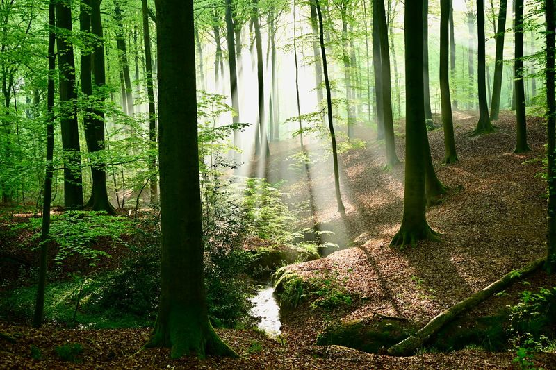 Sprookjesbos Retraite Vlaamse Ardennen 22-24 april 2027