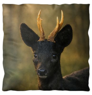 NIEUW: Sierkussen - Black Beauty NIEUW: Sierkussen - Black Beauty