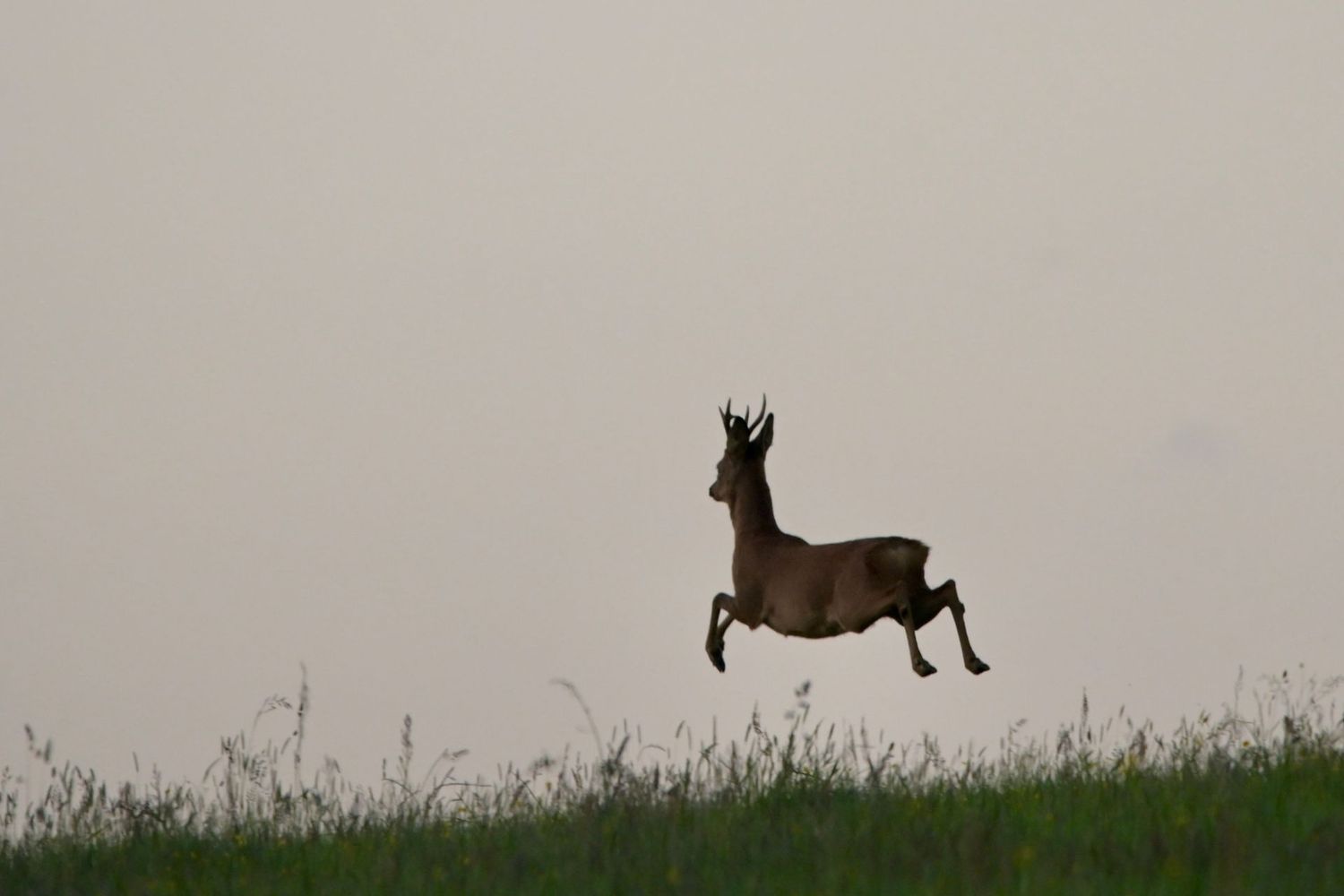 Wandel & Wildlife Retreat in de Ardennen van 14-18 mei 2027