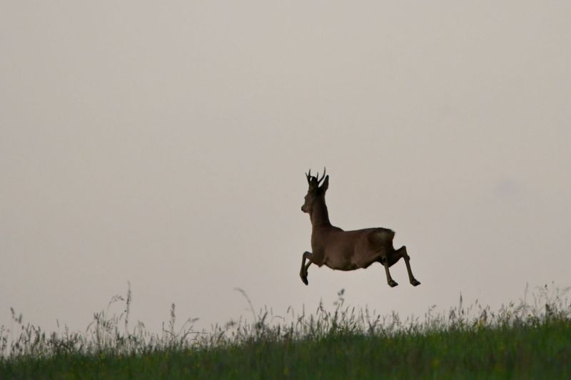 Wandel & Wildlife Retreat in de Ardennen van 14-18 mei 2027