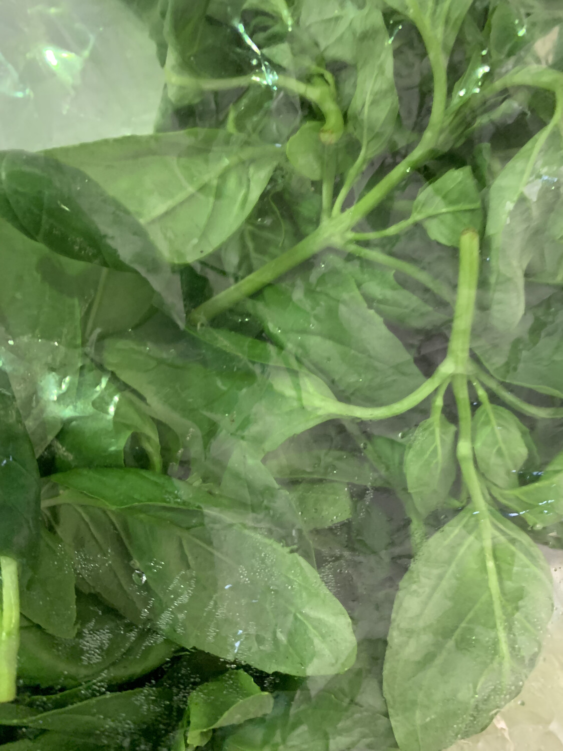 Basil 30g