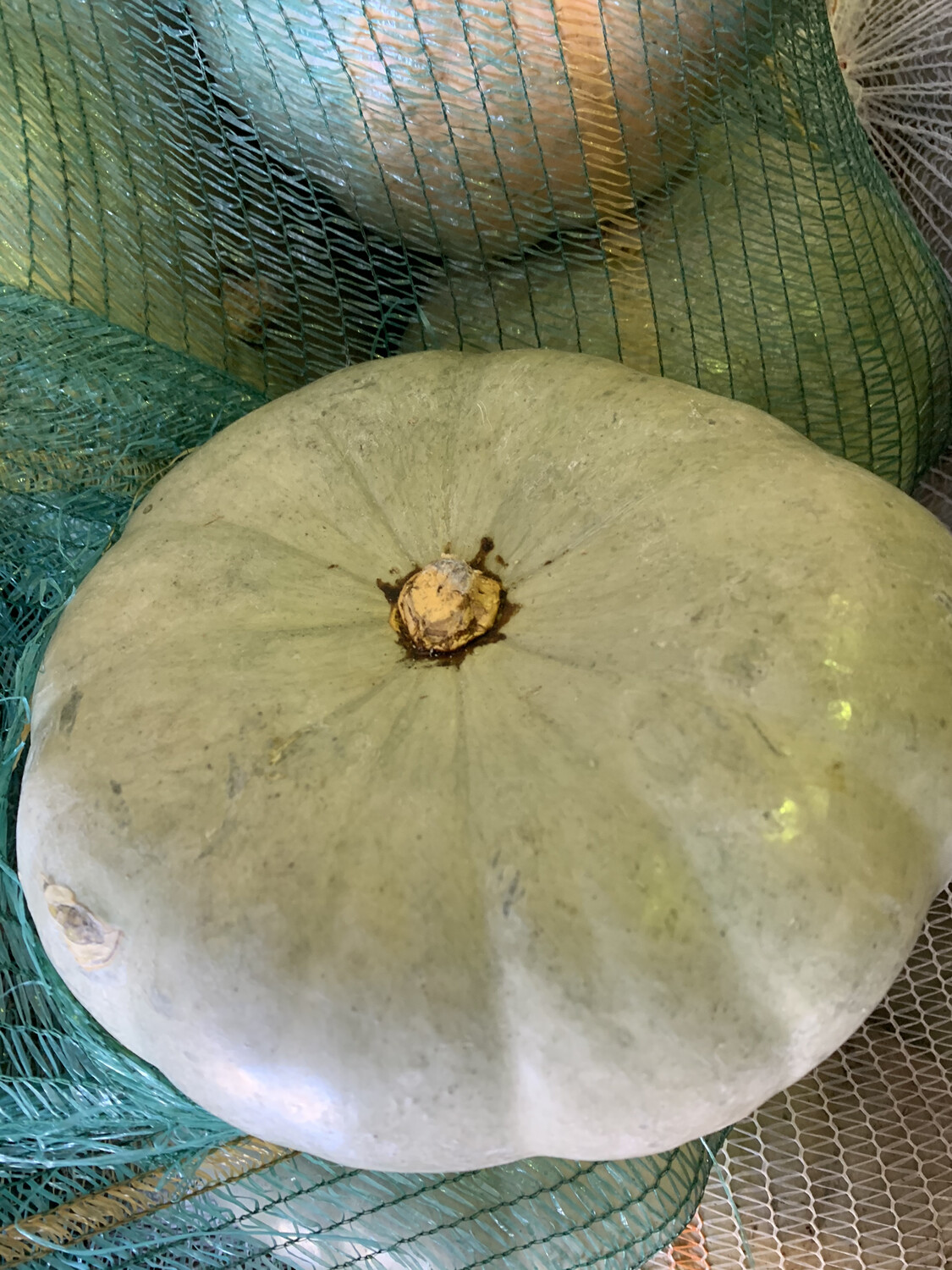 Pumpkin each