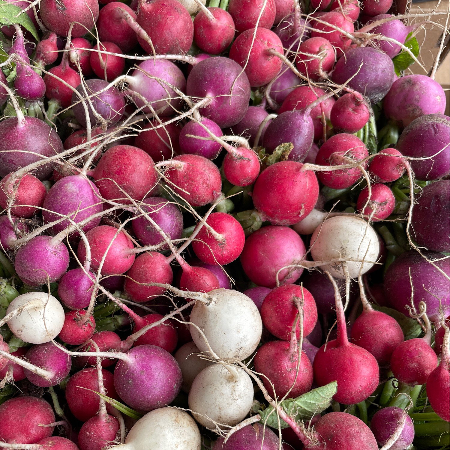 Radish Bunch