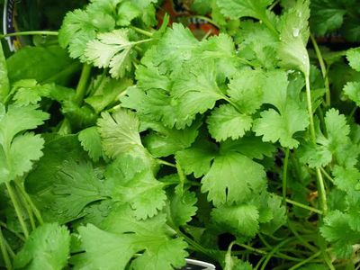 Coriander 100g