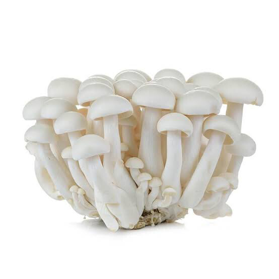 Mushroom Shimeji 