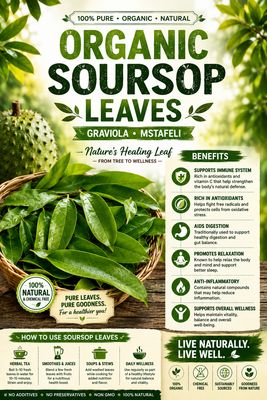 Organic Dried Soursop Leaves (Graviola / Mstafeli) – Naturally Harvested Wellness