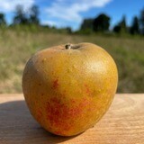 Norfolk Royal Russet