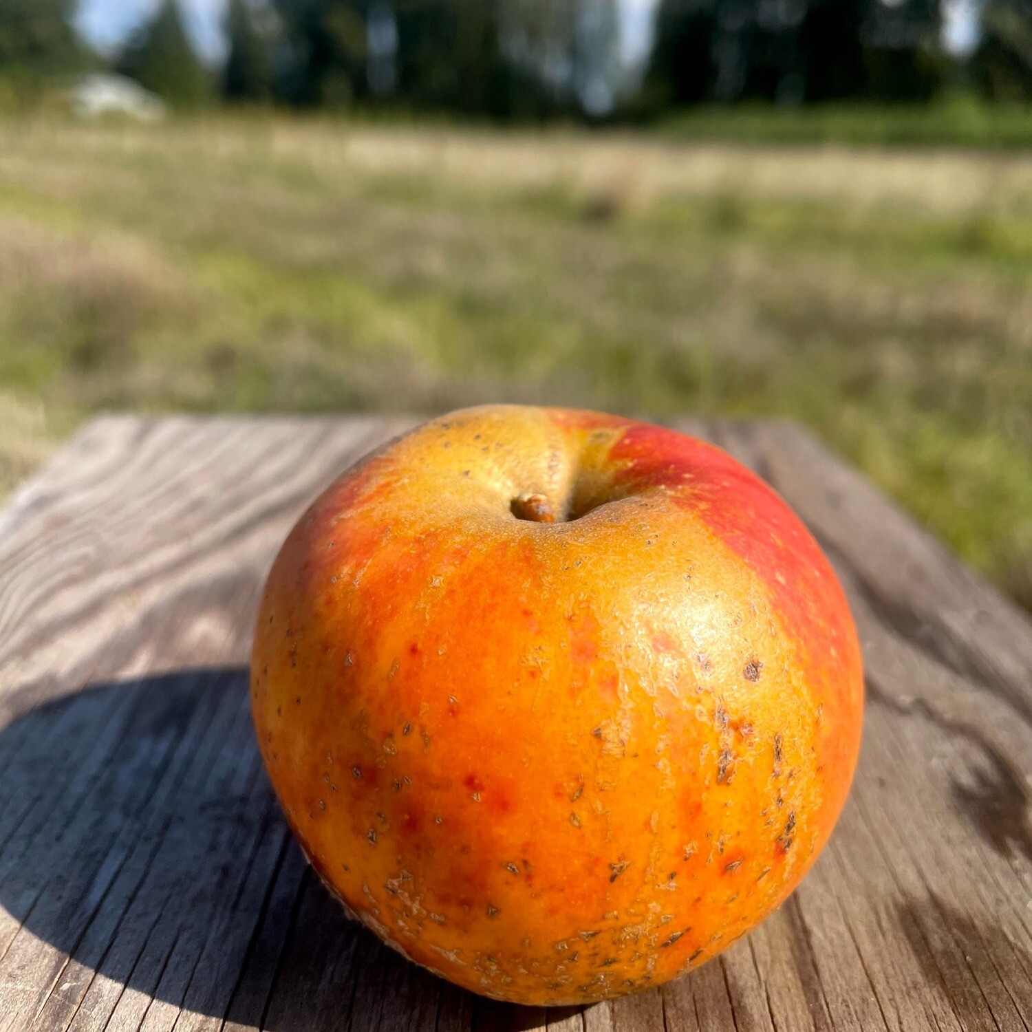 Lodgemore&#39;s Nonpareil