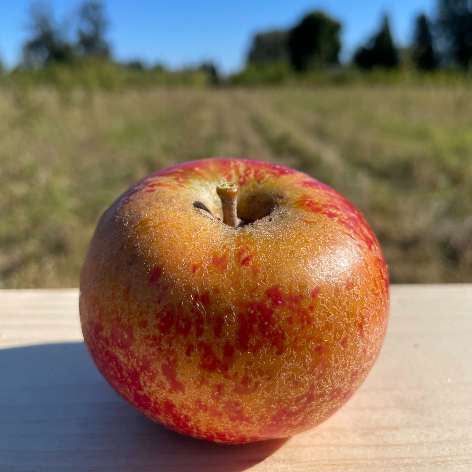 Cox&#39;s Orange Pippin