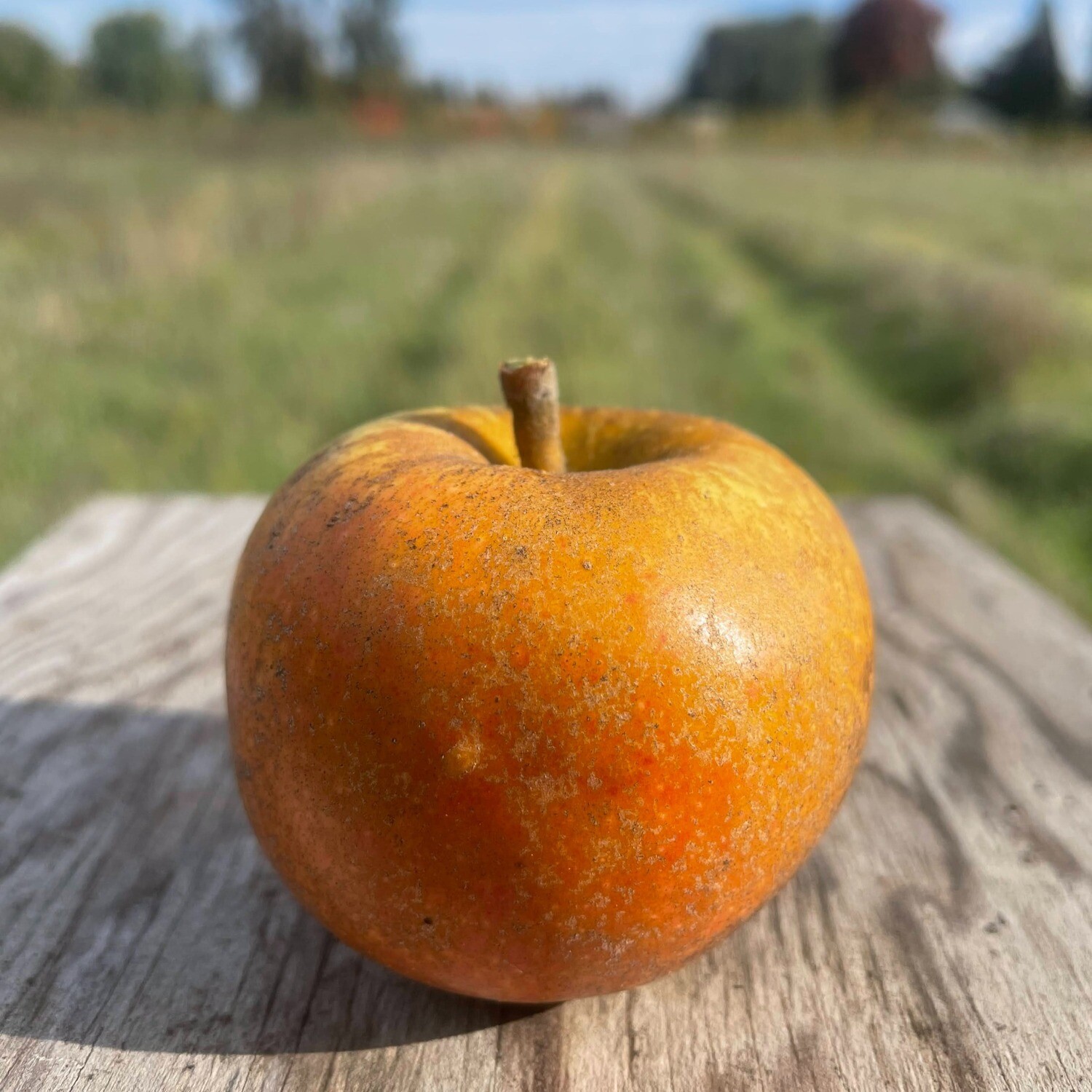 Ashmead&#39;s Kernel