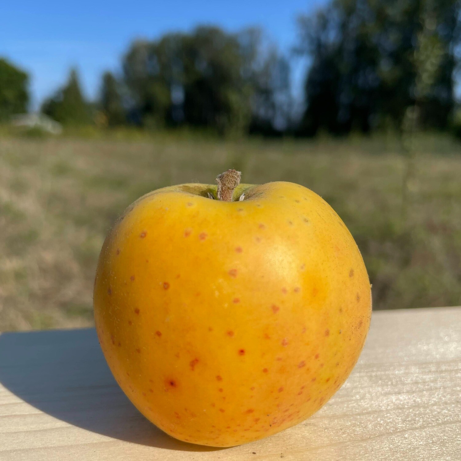 Ananas Reinette