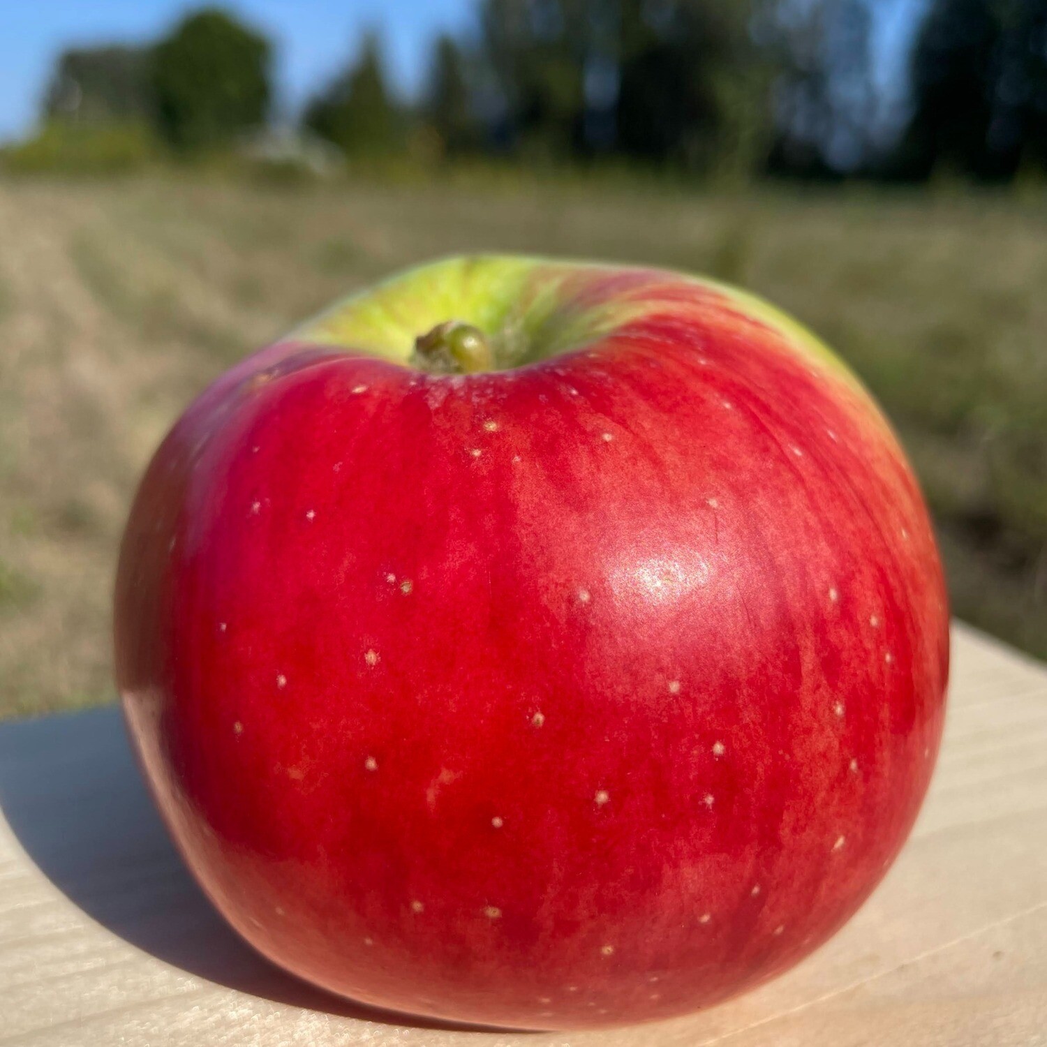 Bramley&#39;s Seedling