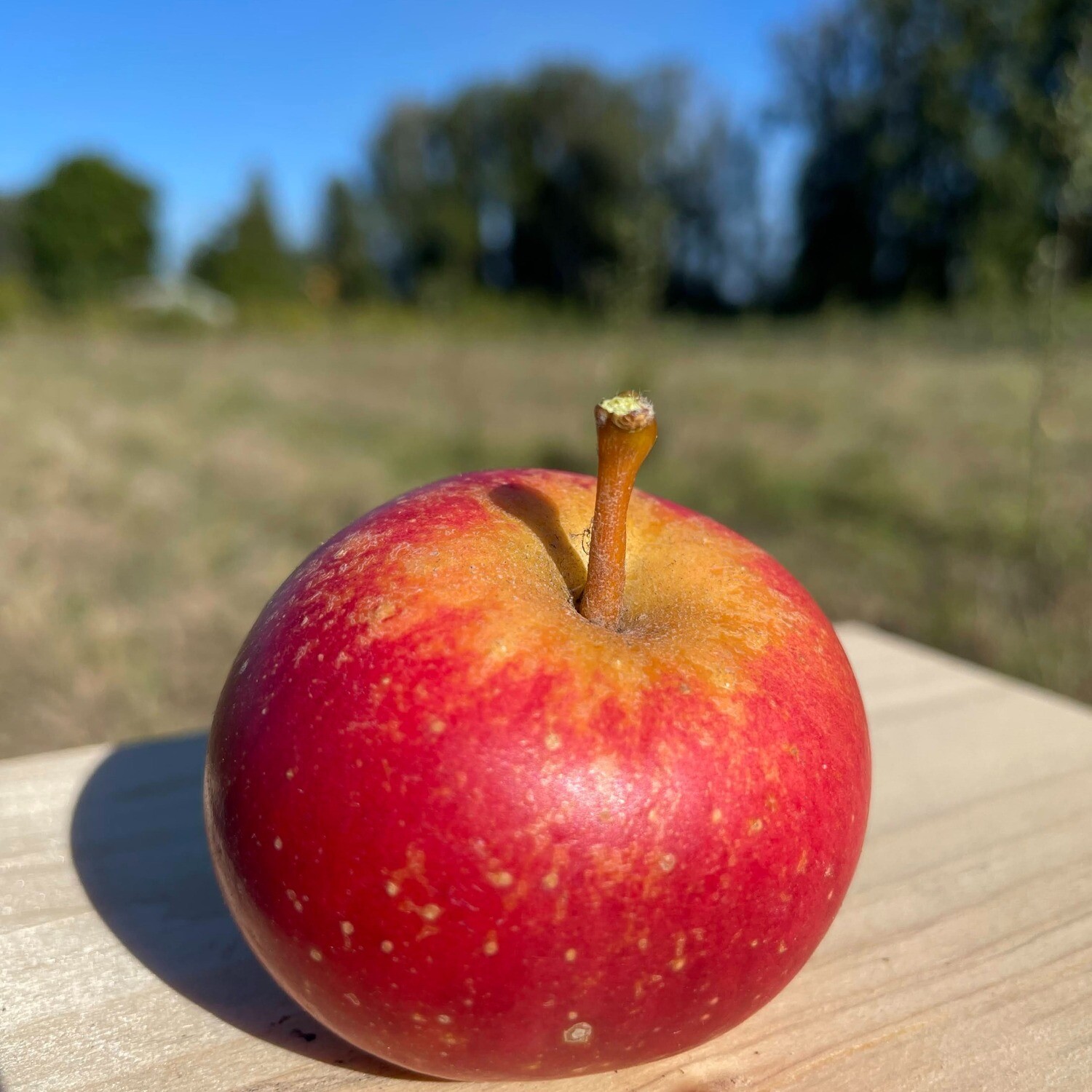 Scarlet Nonpareil