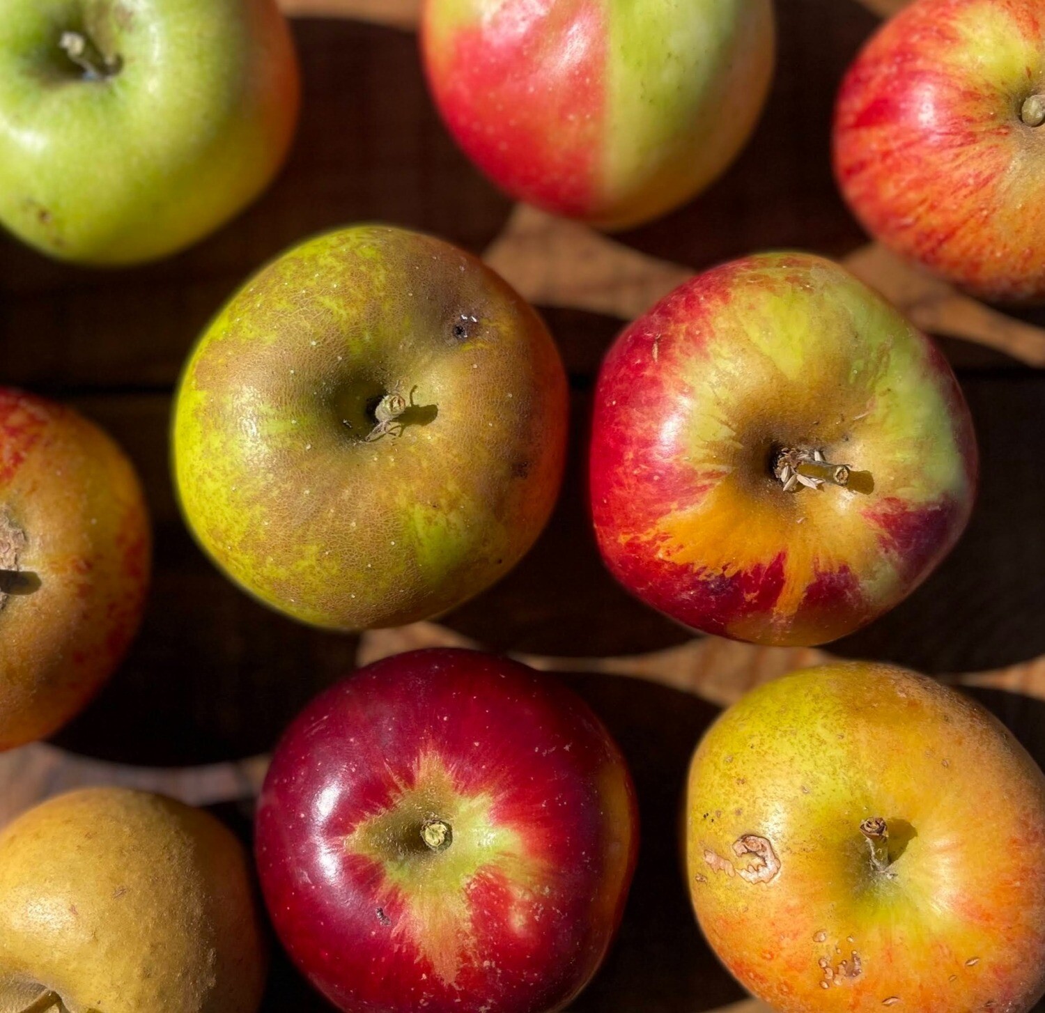 Apple - oka Sweet Sixteen Apple Tree — Roots to Fruits Nursery