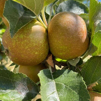 Reinette Tres Tardive Reinette Tres Tardive