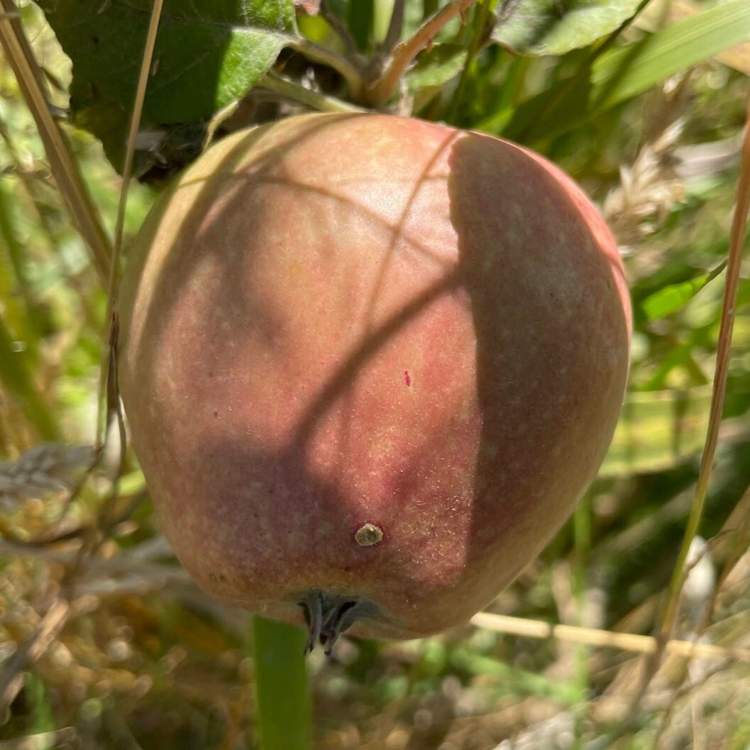 Old Pearmain