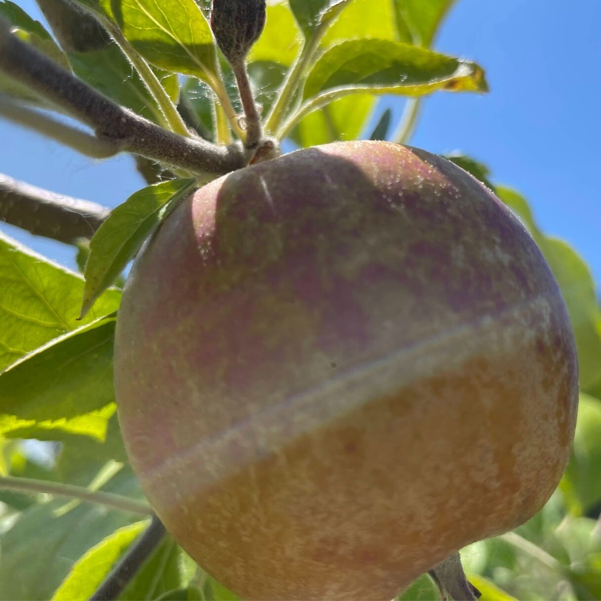 Claygate Pearmain