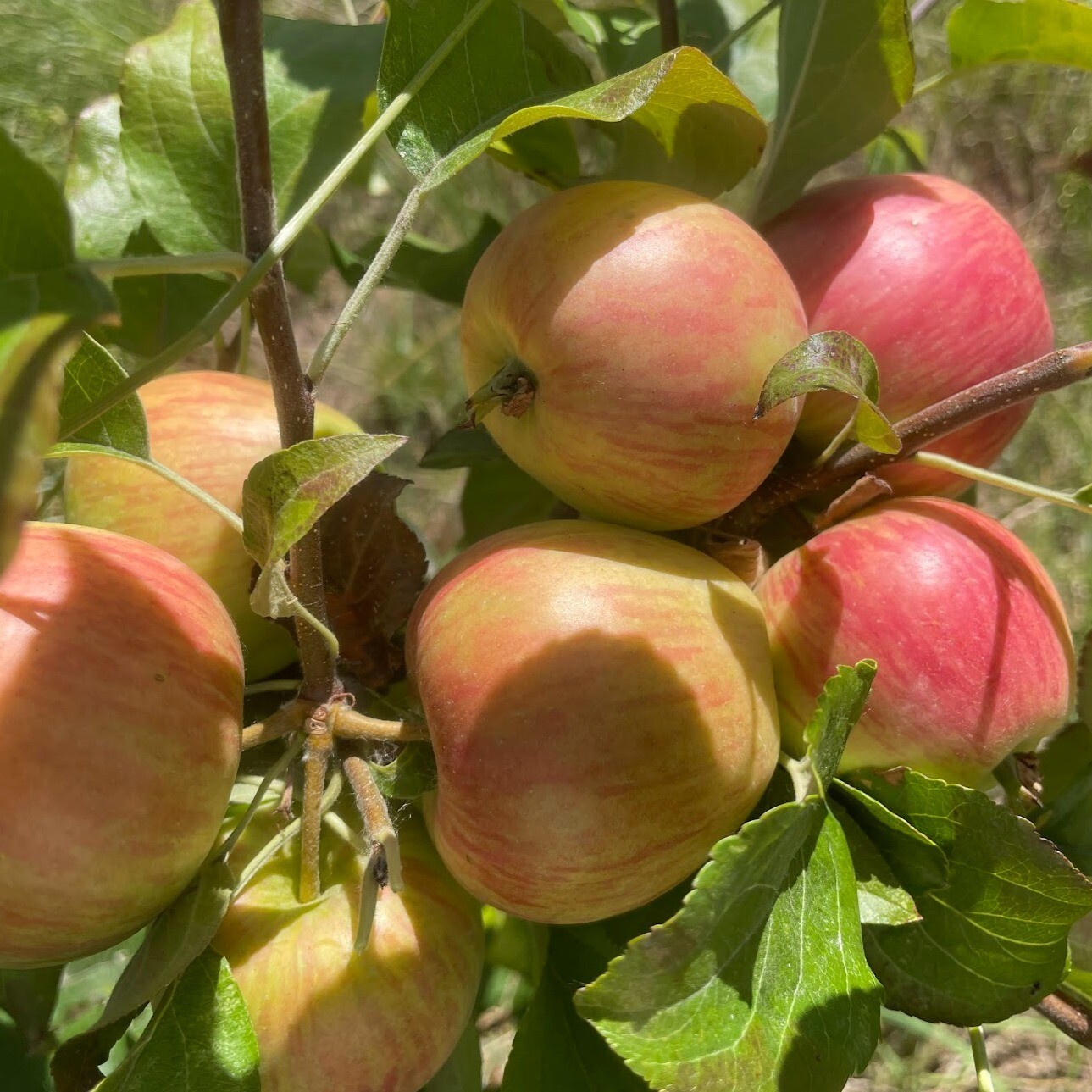 Honeycrisp