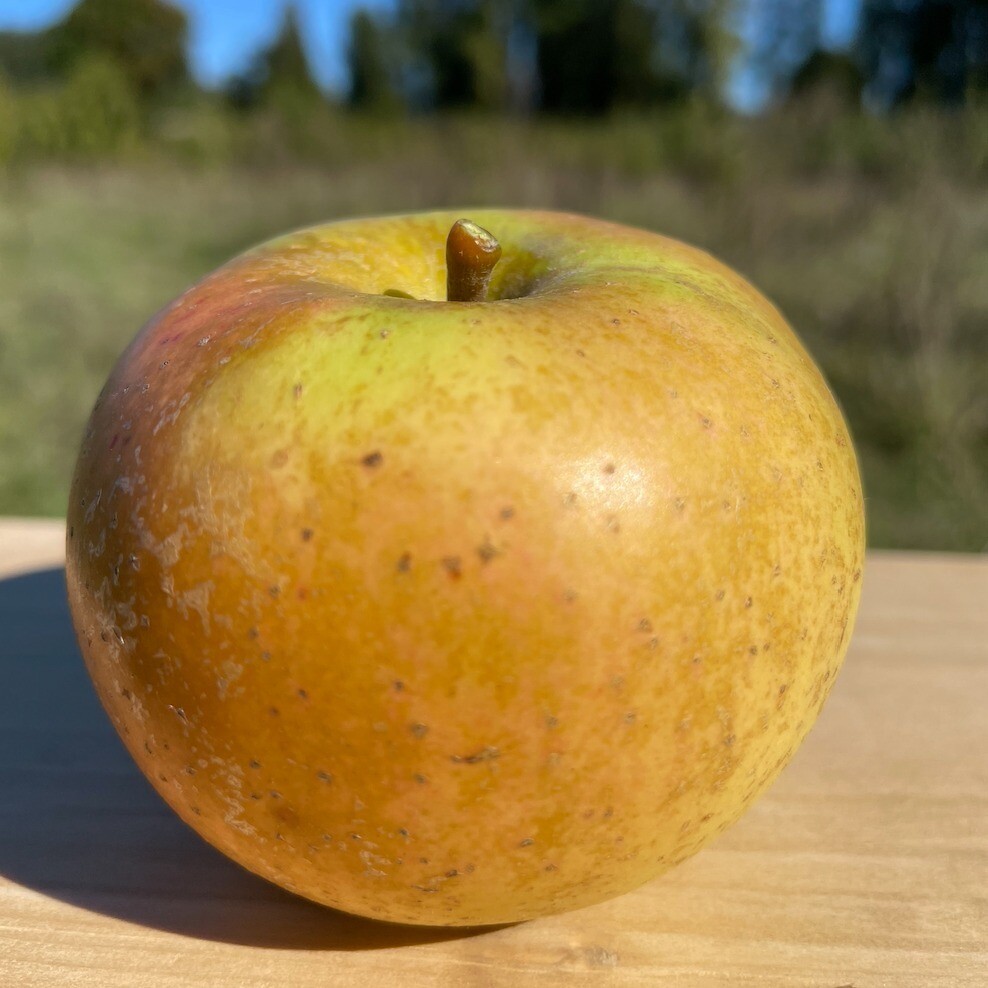 Old Nonpareil