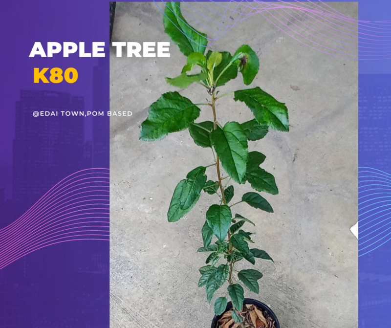 Red Apple Tree Nursery